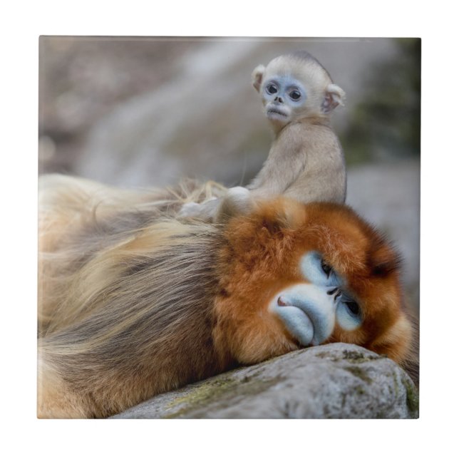 Azulejo De Cerâmica Macaco Dourado de Nariz Arrebitado Pai com Bebê (Frente)