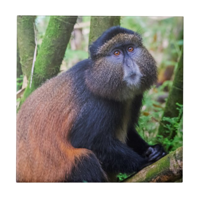 Azulejo De Cerâmica Macaco Dourado, Ruanda (Frente)