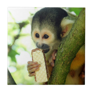 Azulejo De Cerâmica Macaco Esquilo Comendo um Biscoito Wafer