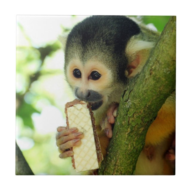Azulejo De Cerâmica Macaco Esquilo Comendo um Biscoito Wafer (Frente)