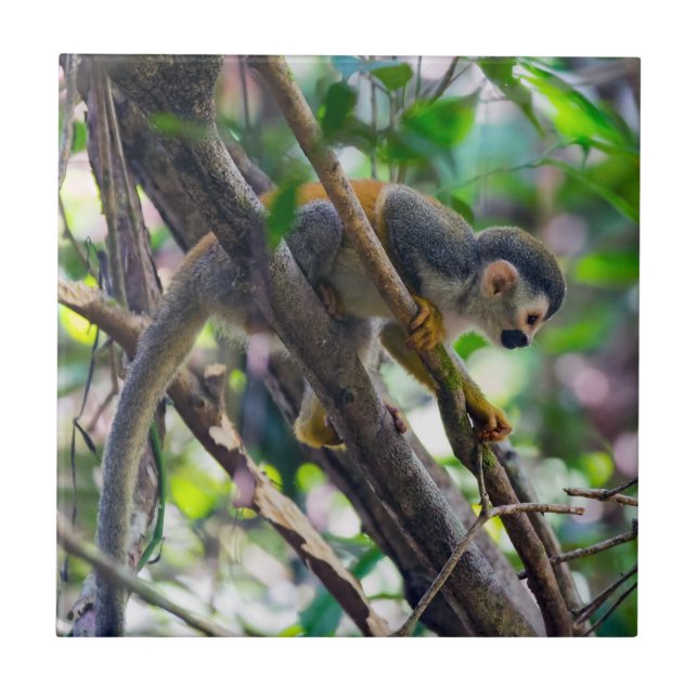 Azulejo De Cerâmica Macaco esquilo em Manuel Antonio NP - Costa Rica (Frente)
