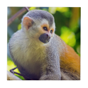 Azulejo De Cerâmica Macaco-esquilo no Parque Nacional Manuel Antonio -