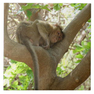 Azulejo De Cerâmica Macaco - Estou tão cansado