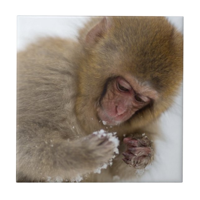 Azulejo De Cerâmica Macaco japonês da neve do Macaque | do bebê (Frente)