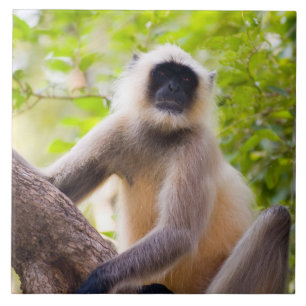 Azulejo De Cerâmica Macaco na selva do Parque Nacional de Ranthambore
