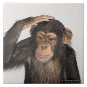 Azulejo De Cerâmica Macaco que risca sua cabeça