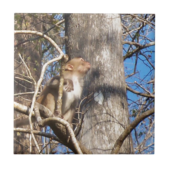 Azulejo De Cerâmica macaco rhesus olhando para cima (Frente)