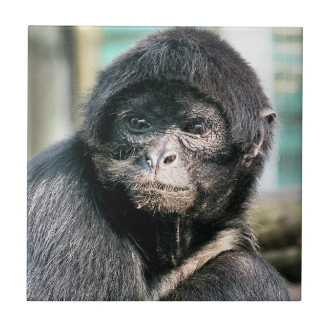 AZULEJO DE CERÂMICA  MACACOS (Frente)