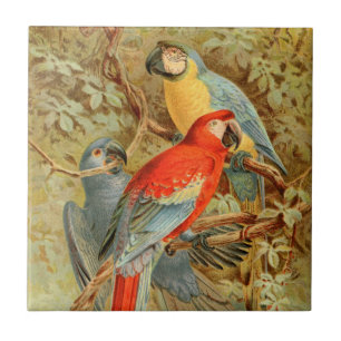 Azulejo De Cerâmica Macaws coloridos do vintage