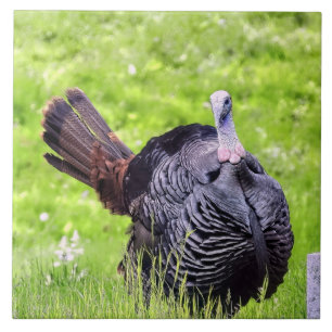 Azulejo De Cerâmica Macho Turquia Fechar