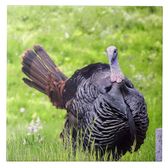 Azulejo De Cerâmica Macho Turquia Fechar (Frente)