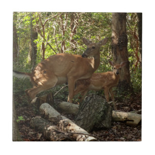 Azulejo De Cerâmica Madre e bebê veados no Parque Nacional de Shenand