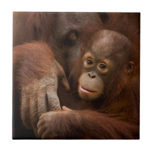 Azulejo De Cerâmica Mãe de orangotango e bebê no zoológico