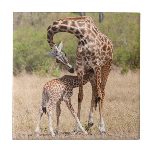 Azulejo De Cerâmica Mãe e bebê de girafa no Quênia (Frente)