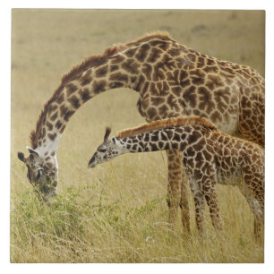 Azulejo De Cerâmica Mãe e bebê Girafa Masai, Giraffa