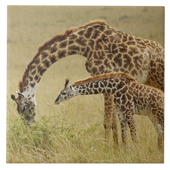 Azulejo De Cerâmica Mãe e bebê Girafa Masai, Giraffa (Frente)