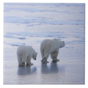 Azulejo De Cerâmica Mãe e Cub do urso polar