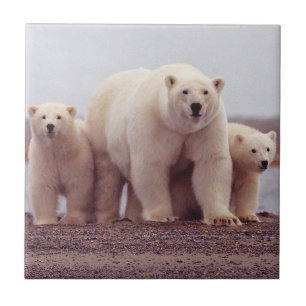 Azulejo De Cerâmica Mãe e Cubs do urso polar