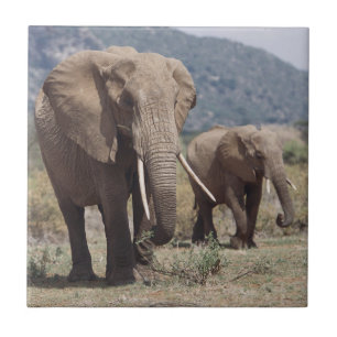 Azulejo De Cerâmica Mãe elefante andando com filhote de elefante