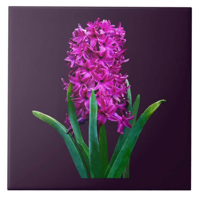 Azulejo De Cerâmica Magenta Hyacinth (Frente)
