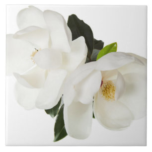 Azulejo De Cerâmica Magnólia Branca Flor Magnolias Flores