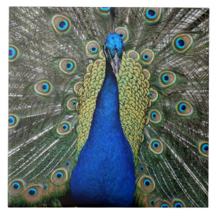 Azulejo De Cerâmica Majexpressa Peacock