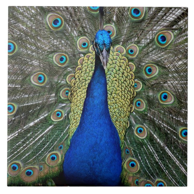 Azulejo De Cerâmica Majexpressa Peacock (Frente)