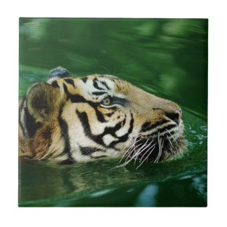 Azulejo De Cerâmica Malaio Tiger Nadando Capa