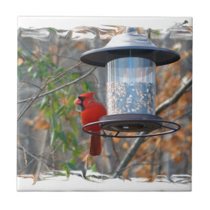Azulejo De Cerâmica Male Cardinal