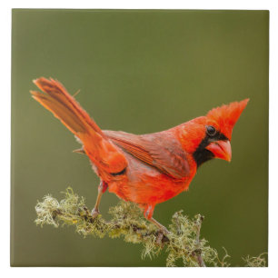 Azulejo De Cerâmica Male Cardinal on Limb