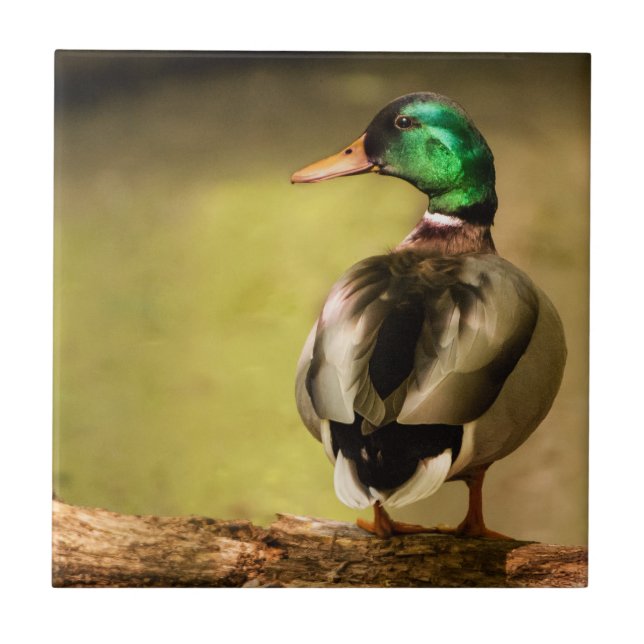 Azulejo De Cerâmica Mallard Duck (Frente)