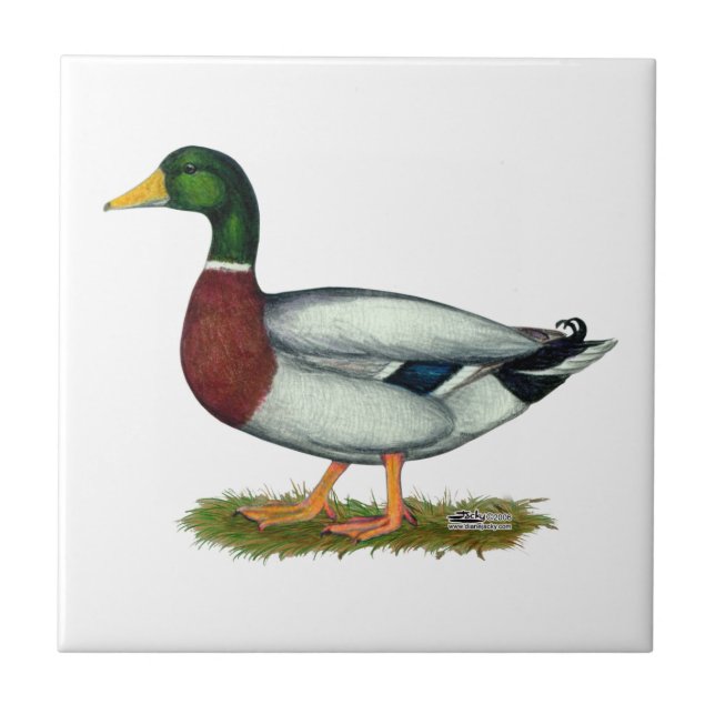 Azulejo De Cerâmica Mallard Duck Drake (Frente)