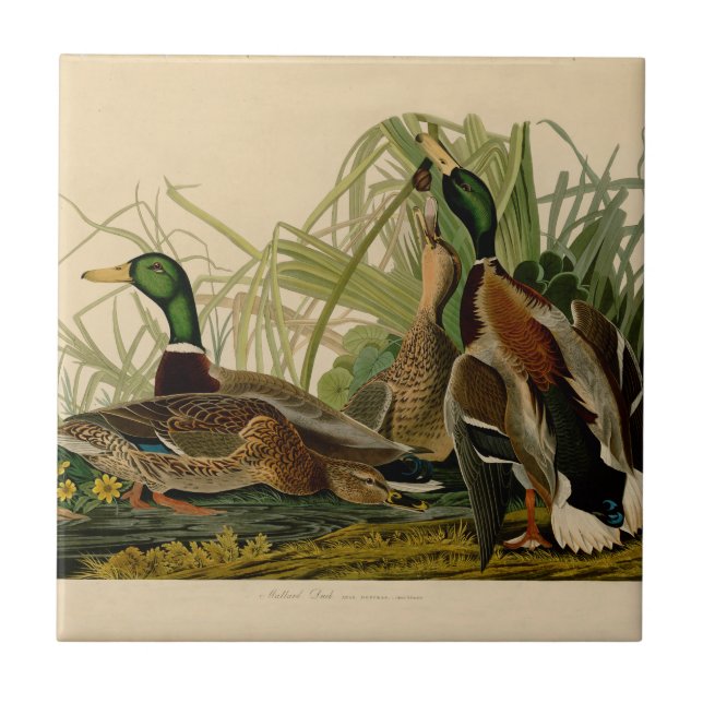 Azulejo De Cerâmica Mallard Duck - Pincel de Ave Audubon (Frente)