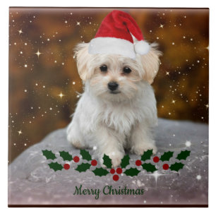 Azulejo De Cerâmica Maltês Puppy Natal
