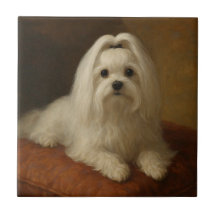 Maltese