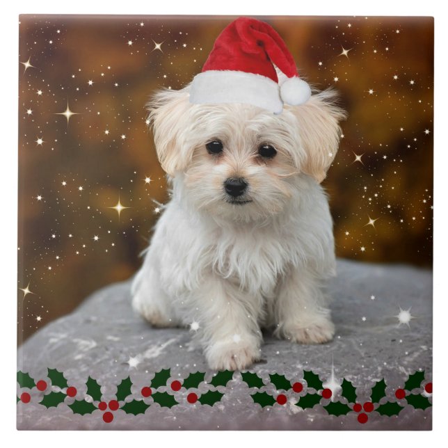 Azulejo De Cerâmica Maltese Christmas Puppy (Frente)