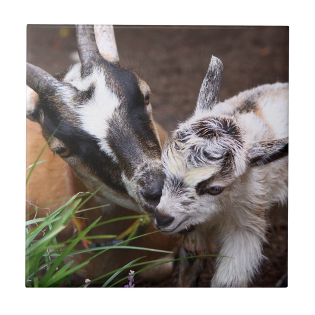 Azulejo De Cerâmica Mamãe e Baby Goat (Frente)