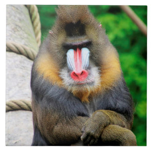 Azulejo De Cerâmica Mandrill 001