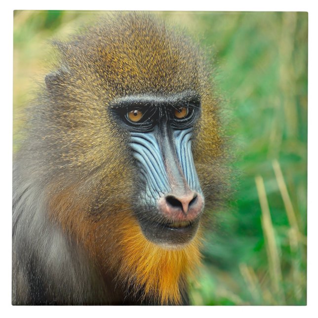 Azulejo De Cerâmica Mandrill 002 (Frente)