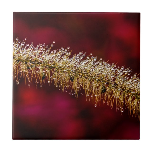 Azulejo De Cerâmica Manhã (Frente)