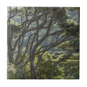 Azulejo De Cerâmica Manuka Tree Forest Nova Zelândia