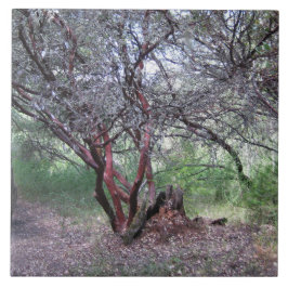 Azulejo De Cerâmica Manzanita Tree