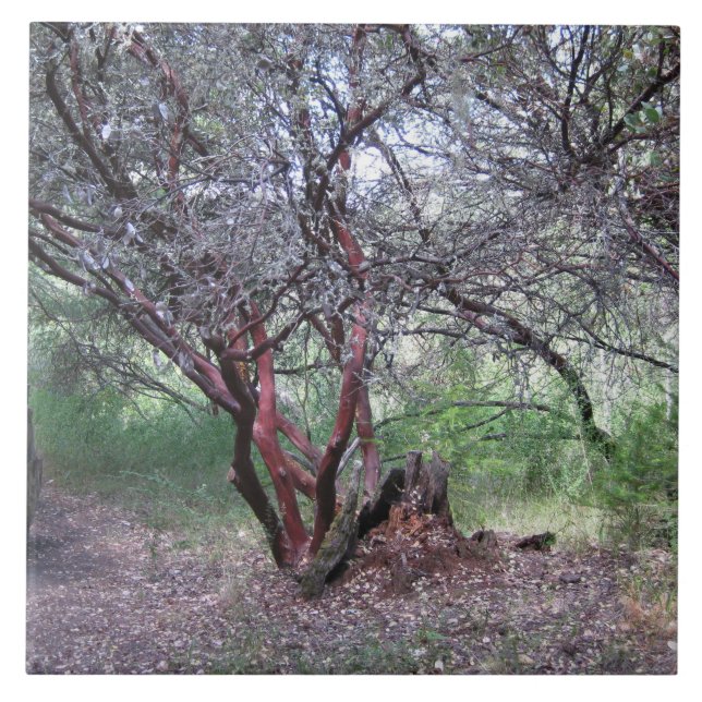Azulejo De Cerâmica Manzanita Tree (Frente)