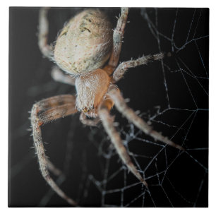Azulejo De Cerâmica Maravilha do Fechamento: Aranha-do-jardim europeia