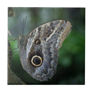 Azulejo De Cerâmica Maravilhosa Borboleta Caligo Eurilochus