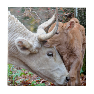 Azulejo De Cerâmica Maremmana Cow e Calf