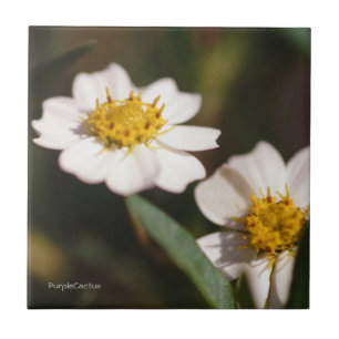 Azulejo De Cerâmica Margarida preta do pé