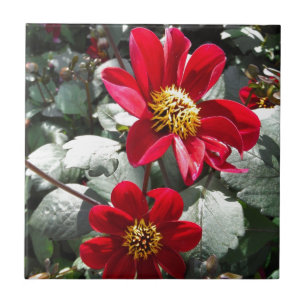 Azulejo De Cerâmica margarida rosa-vermelha / flores das margaridas