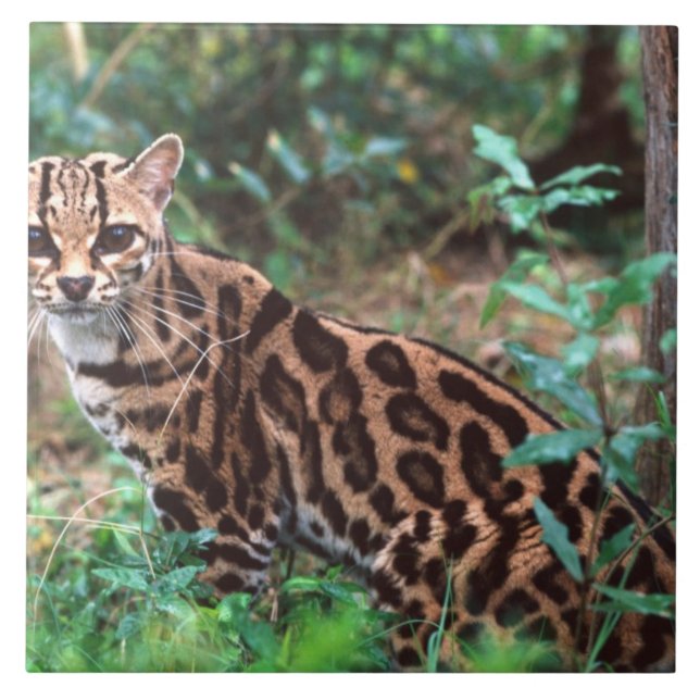Azulejo De Cerâmica Margay, Leopardus wiedi, original para o México (Frente)
