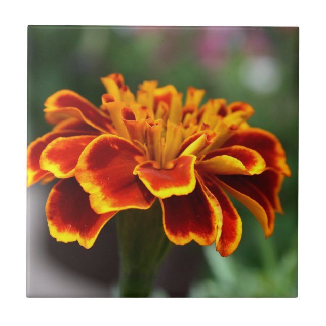 Azulejo De Cerâmica Marigold em Bloom de Cheio (Frente)